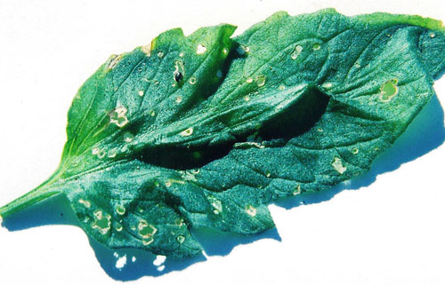 Tuber flea beetle adult and damage